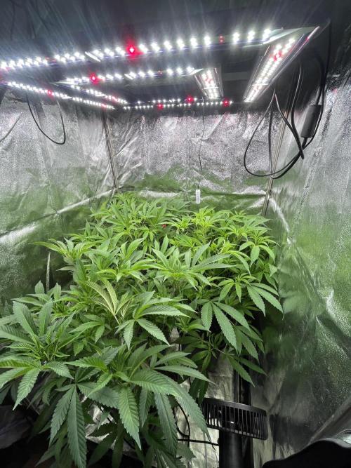 Clone Only run in the 4x4. Week 7