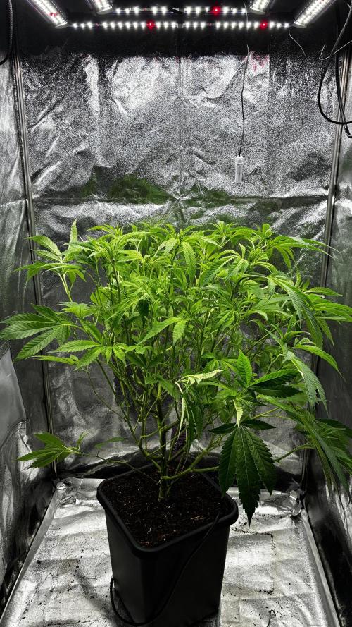 Clone Only run in the 4x4. Week 9 - Zoap