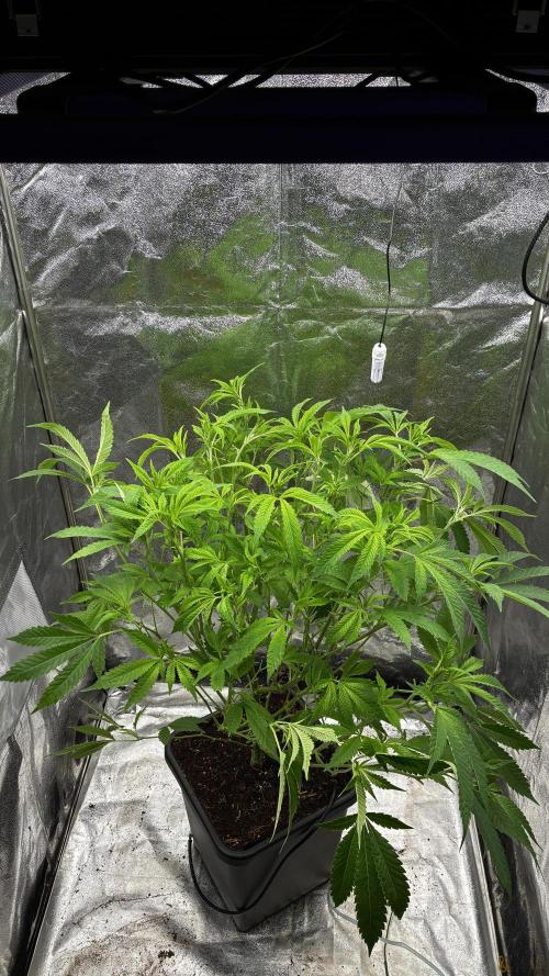 Clone Only run in the 4x4. Week 9 - Zoap