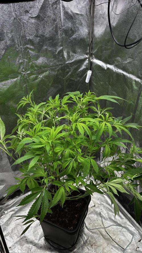 Clone Only run in the 4x4. Week 9 - Zoap