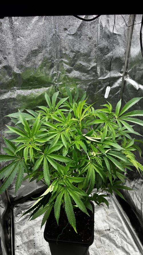 Clone Only run in the 4x4. Week 9 - Superbuff before Defoliation