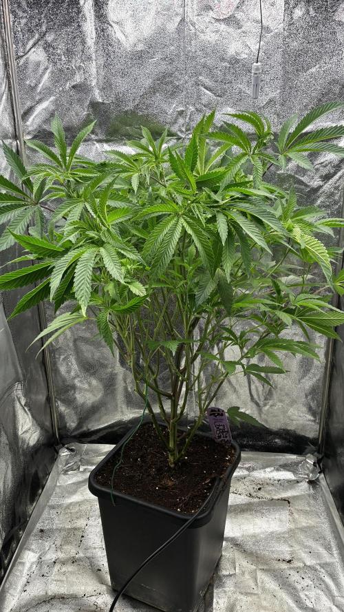 Clone Only run in the 4x4. Week 9 - Superbuff before Defoliation