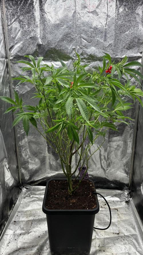 Clone Only run in the 4x4. Week 9 - Superbuff after
Defoliation
