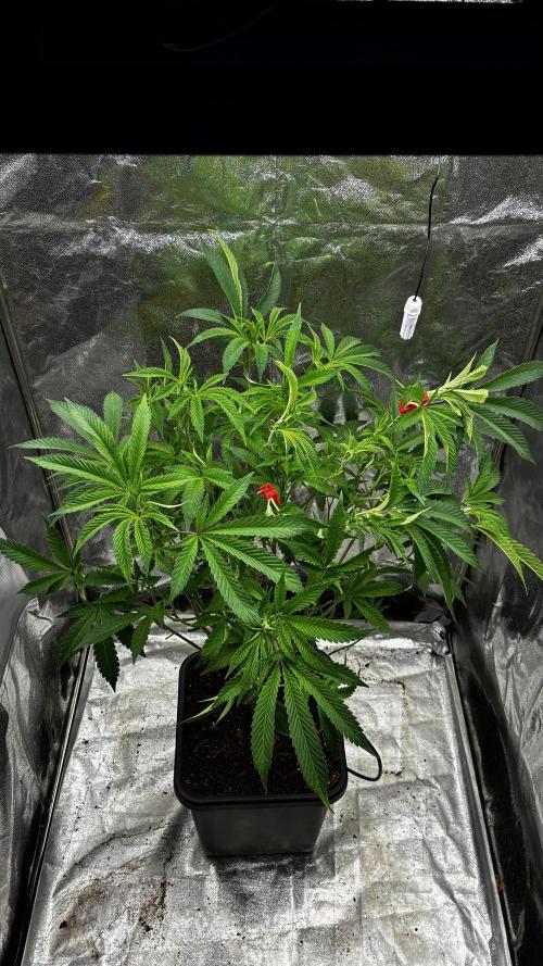 Clone Only run in the 4x4. Week 9 - Superbuff after
Defoliation
