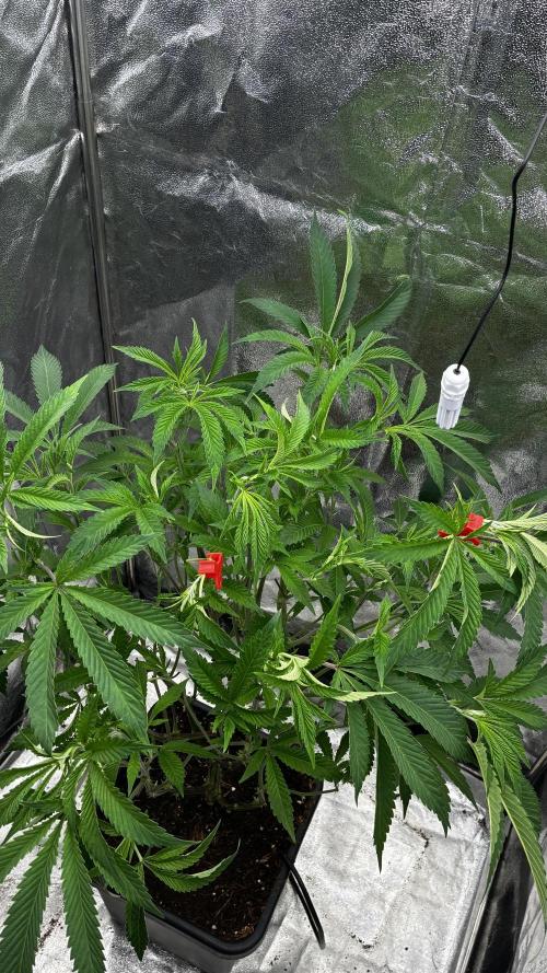 Clone Only run in the 4x4. Week 9 - Superbuff after
Defoliation