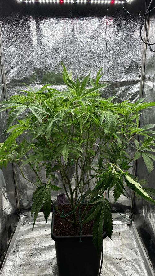 Clone Only run in the 4x4. Week 9 - Permanent Chimera 
before Defoliation