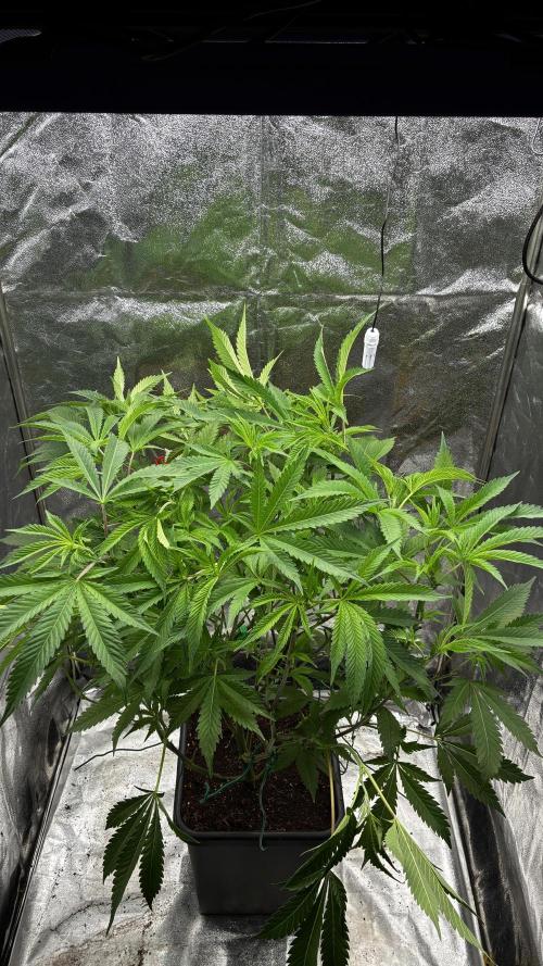 Clone Only run in the 4x4. Week 9 - Permanent Chimera 
before Defoliation