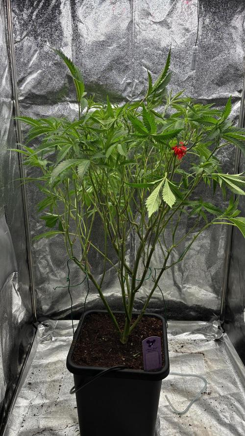 Clone Only run in the 4x4. Week 9