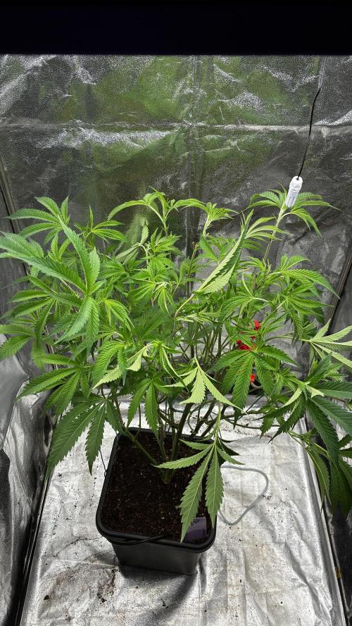 Clone Only run in the 4x4. Week 9