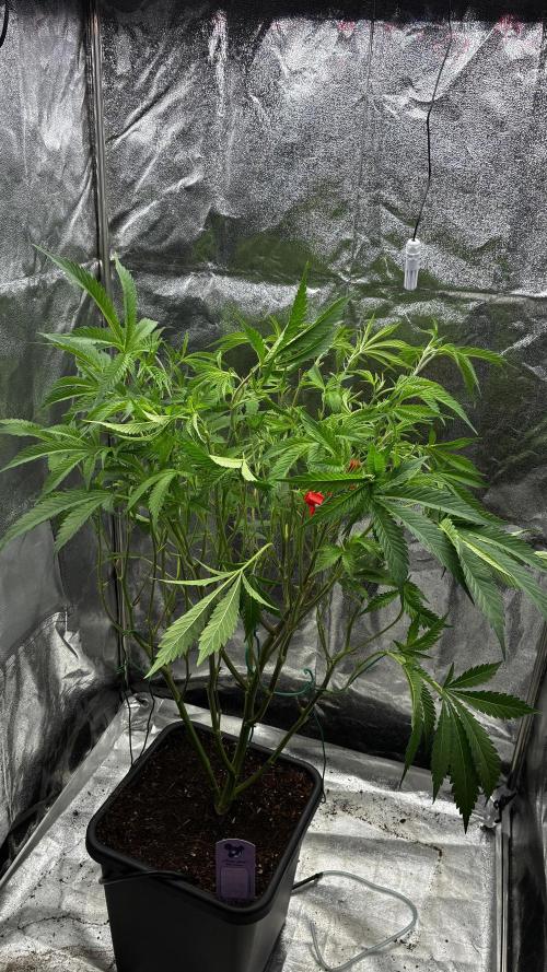 Clone Only run in the 4x4. Week 9