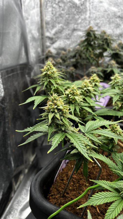 How to fck your stretch up!. Week 13