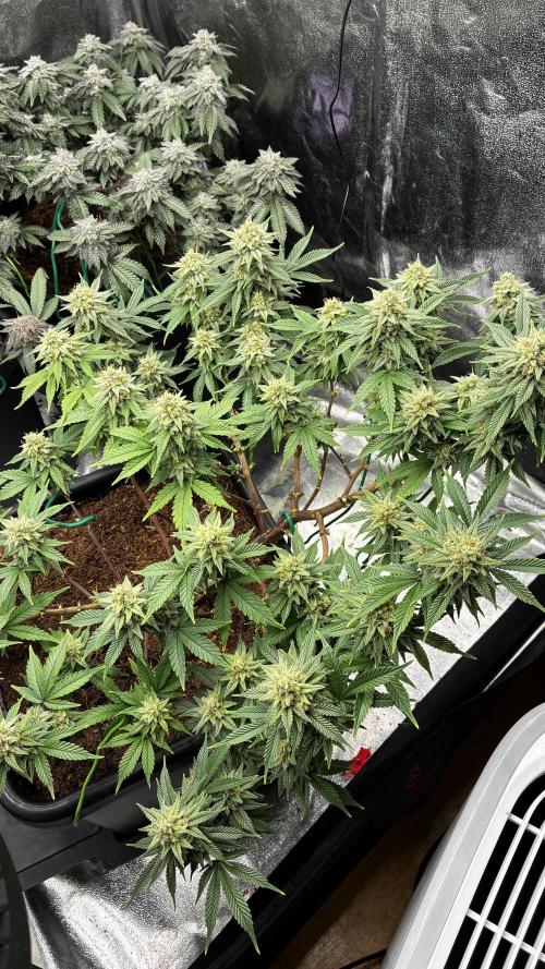 How to fck your stretch up!. Week 13