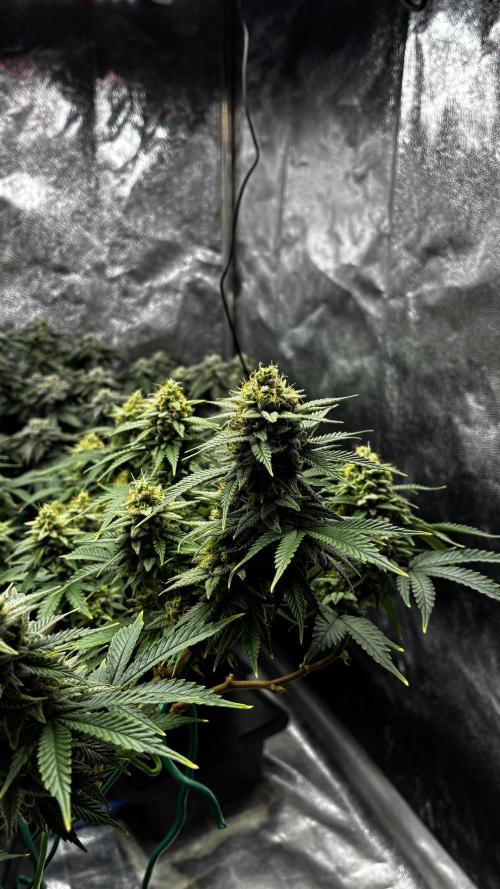 How to fck your stretch up!. Week 13