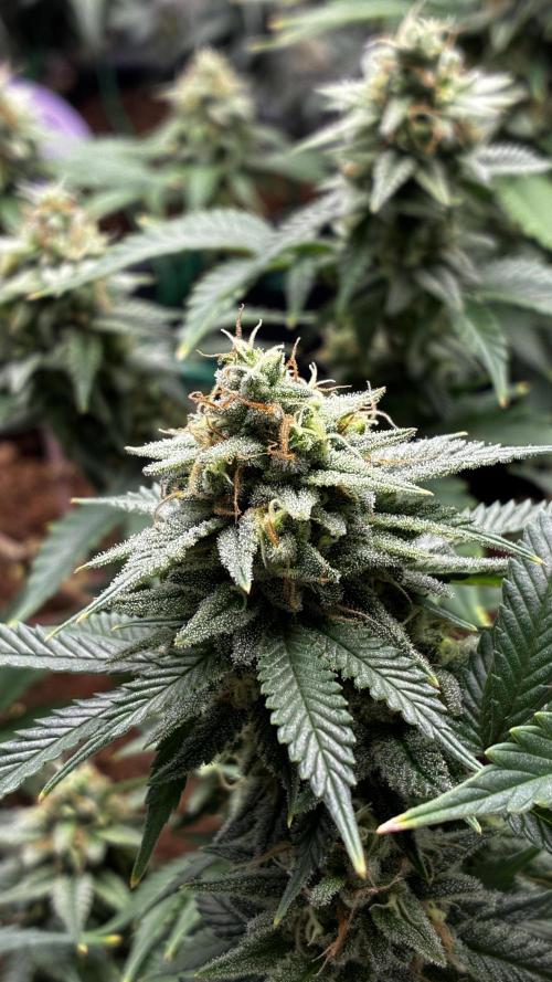 How to fck your stretch up!. Week 13