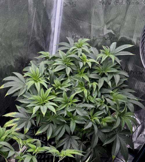 Permanent Marker Doja Exclusive Clone. Week 7 - Deficiencies resulting from a single feeding with only water 🤡
