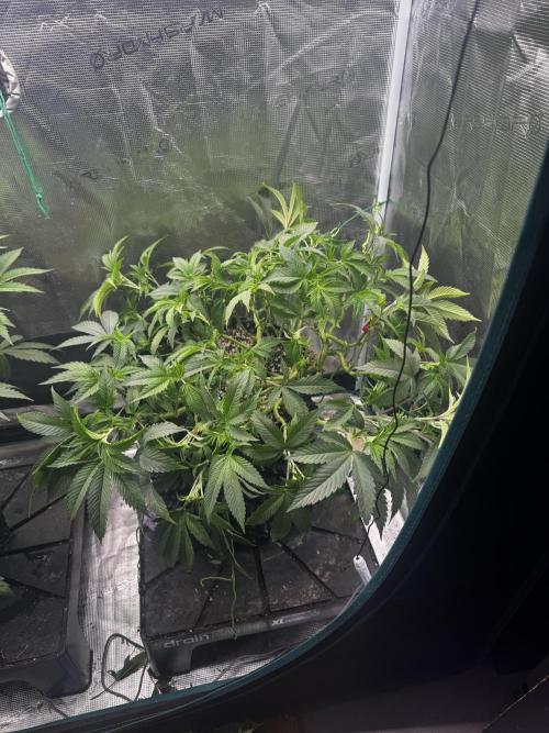 Permanent Marker Doja Exclusive Clone. Week 7 - Some defoliation as I need to stretch the veg
