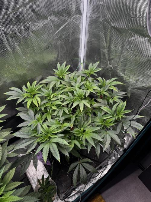 Permanent Marker Doja Exclusive Clone. Week 7 - Roots are healthy as 🤡 as the defoliation was less than 24 hours ago.