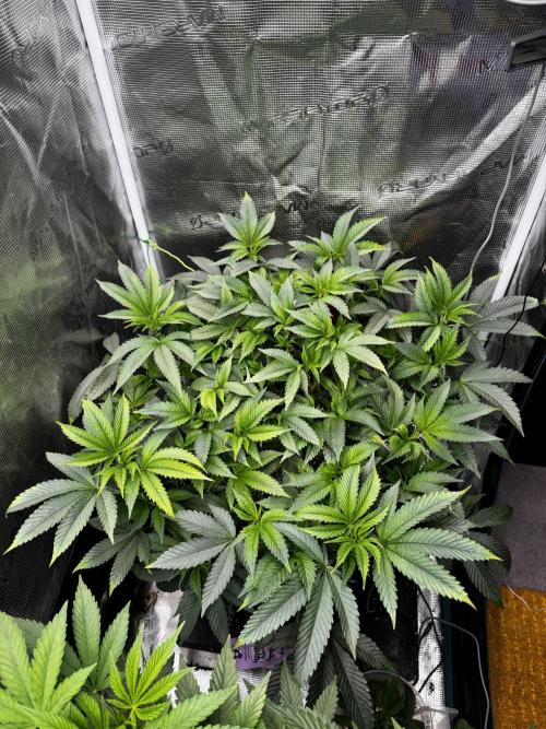 Permanent Marker Doja Exclusive Clone. Week 7 - 🙂