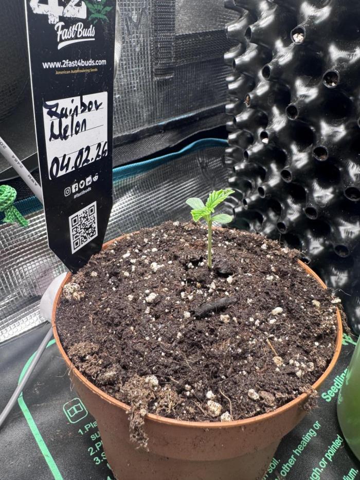 Rainbow Melon. Week 1 - 3. Day