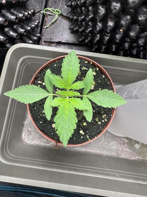 Rainbow Melon. Week 3