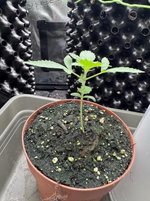 Rainbow Melon. Week 3