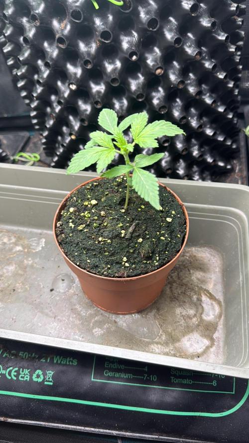 Rainbow Melon. Week 3