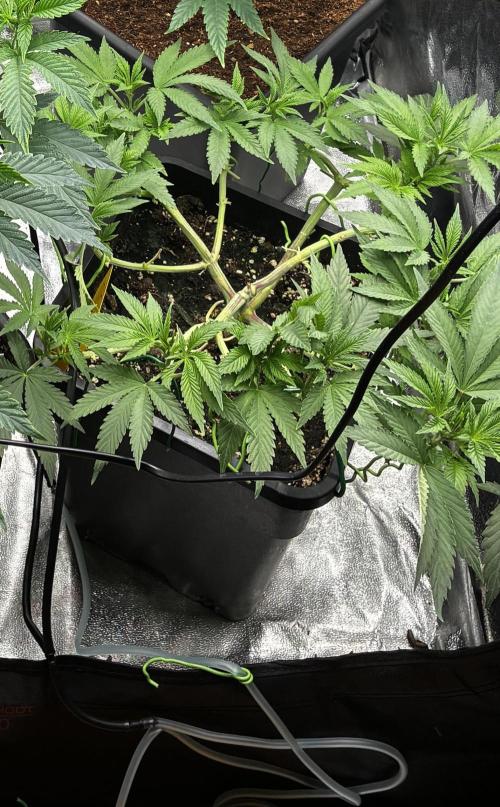 Rainbow Melon. Week 8