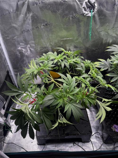 Rainbow Melon. Week 8