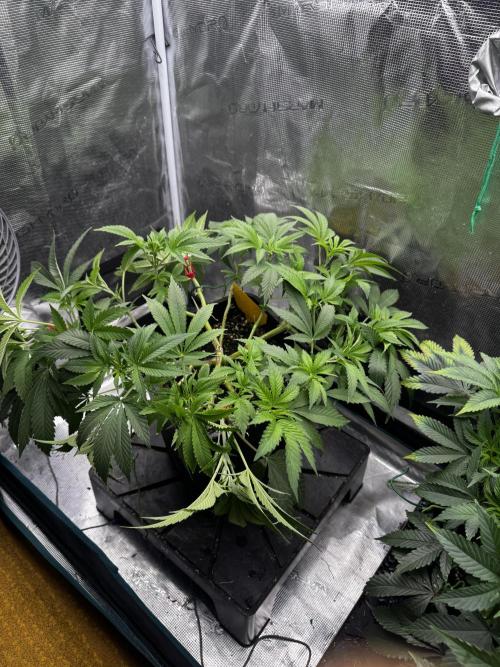 Rainbow Melon. Week 8