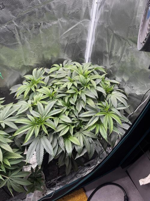 Permanent Marker Doja Exclusive Clone. Week 8
