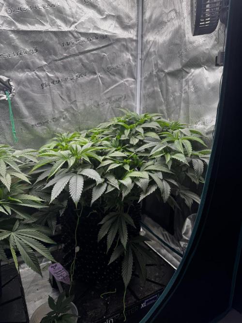 Permanent Marker Doja Exclusive Clone. Week 8