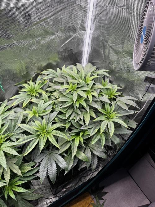 Permanent Marker Doja Exclusive Clone. Week 8
