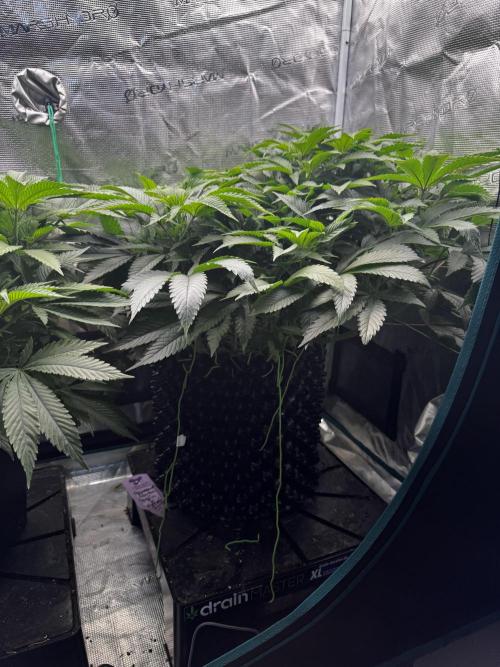 Permanent Marker Doja Exclusive Clone. Week 8