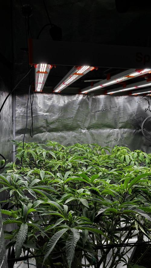 Clone Only run in the 4x4. Week 10