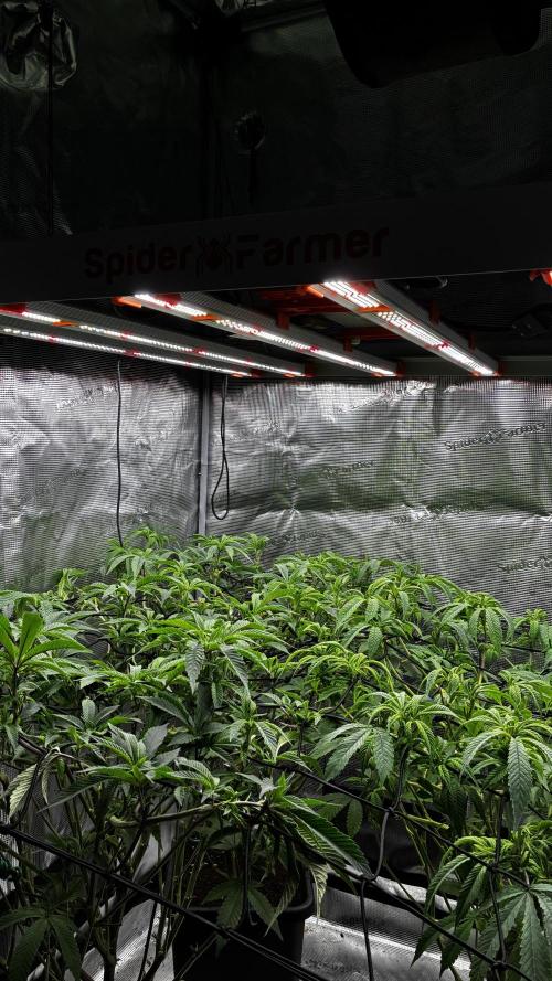 Clone Only run in the 4x4. Week 10