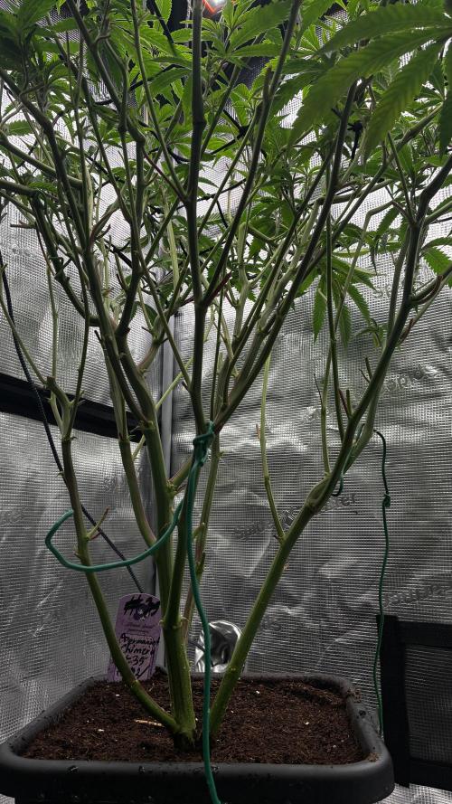 Clone Only run in the 4x4. Week 10
