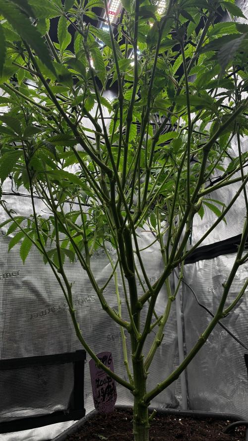 Clone Only run in the 4x4. Week 10