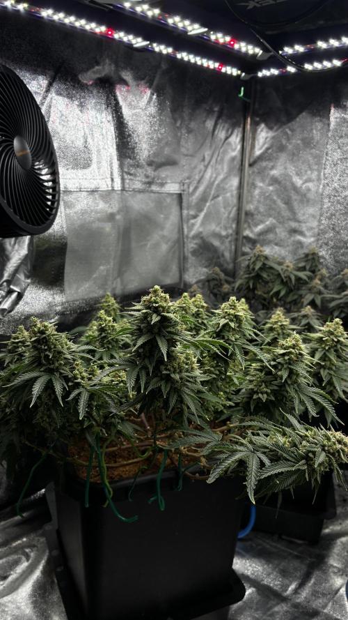 How to fck your stretch up!. Week 14