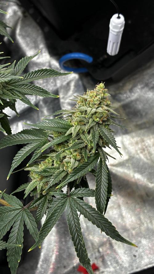 How to fck your stretch up!. Week 14