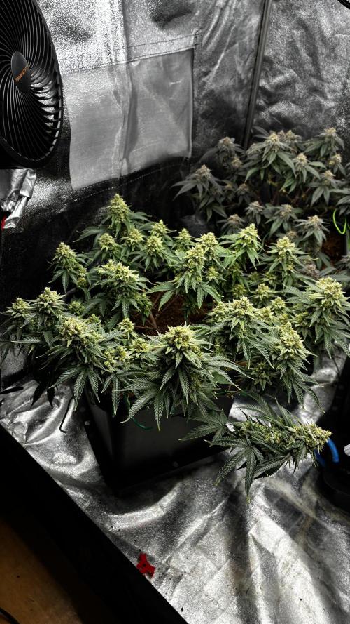 How to fck your stretch up!. Week 14