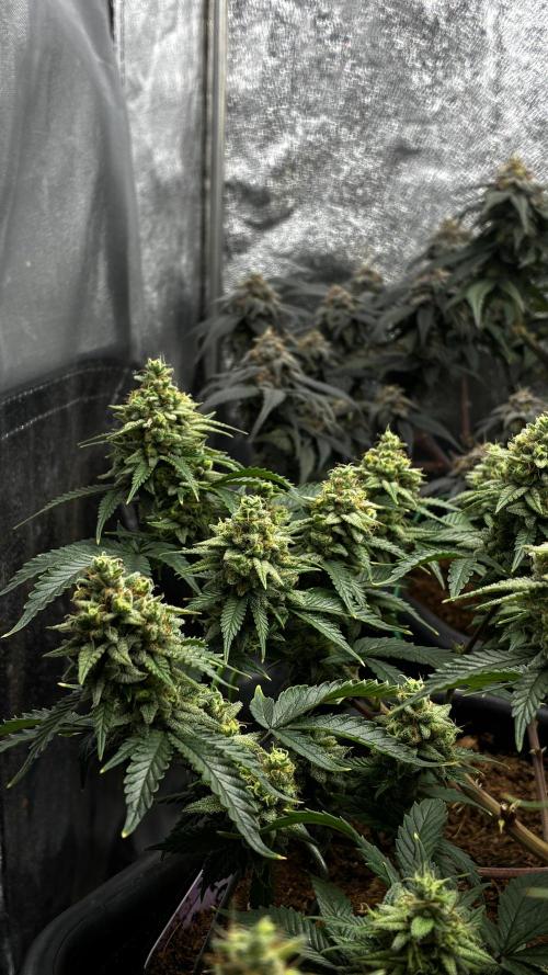 How to fck your stretch up!. Week 14