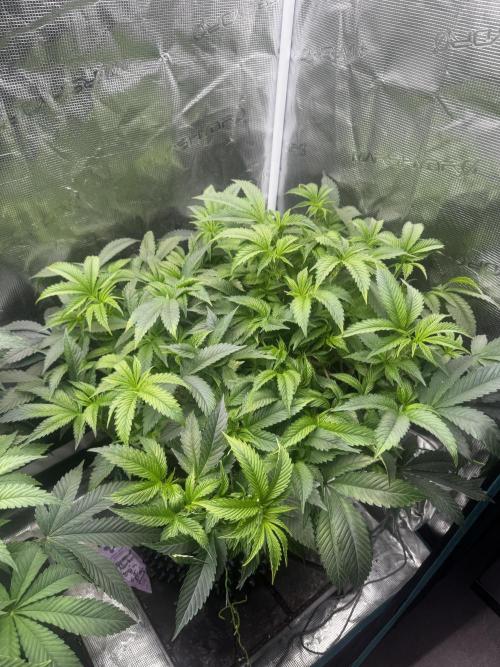 Permanent Marker Doja Exclusive Clone. Week 9