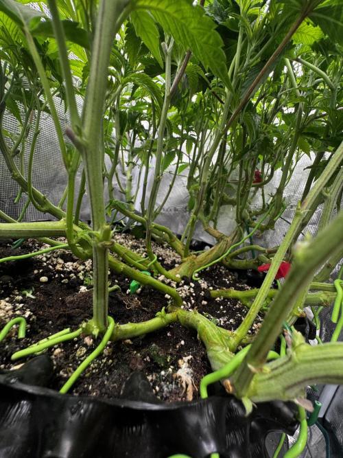 Permanent Marker Doja Exclusive Clone. Week 9