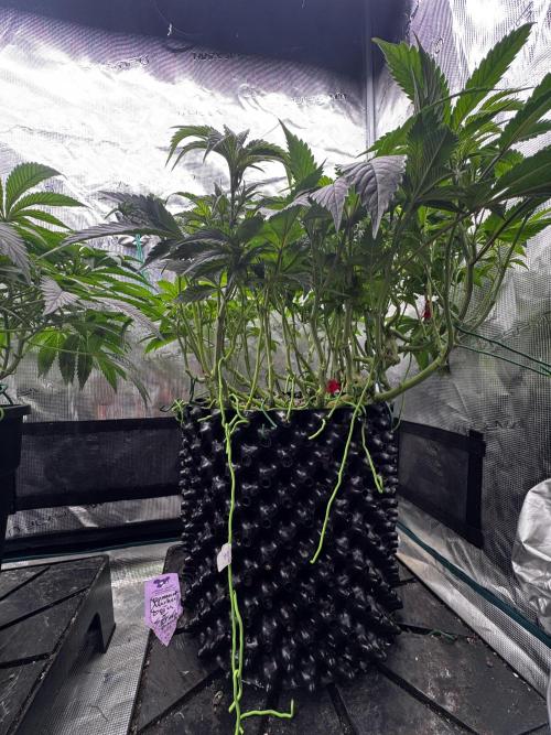 Permanent Marker Doja Exclusive Clone. Week 9