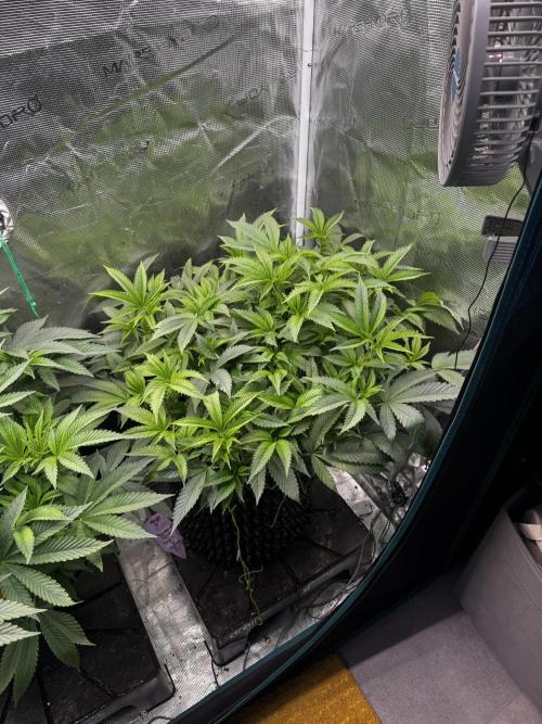 Permanent Marker Doja Exclusive Clone. Week 9