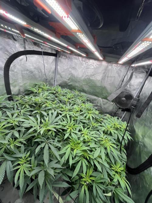 Clone Only run in the 4x4. Week 12