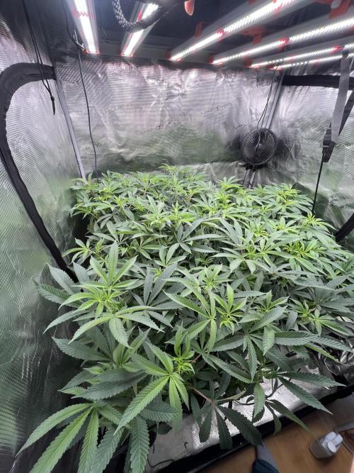 Clone Only run in the 4x4. Week 12