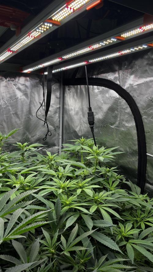 Clone Only run in the 4x4. Week 13 - Zoap