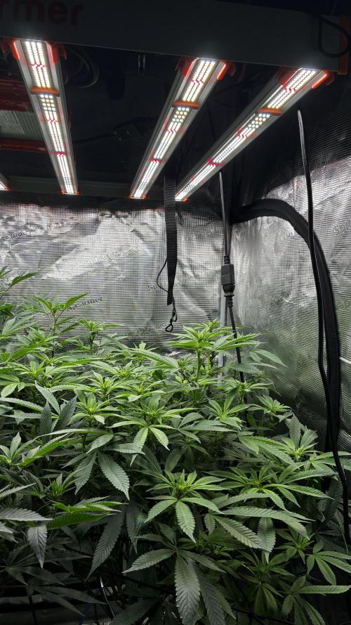 Clone Only run in the 4x4. Week 13 - Zoap