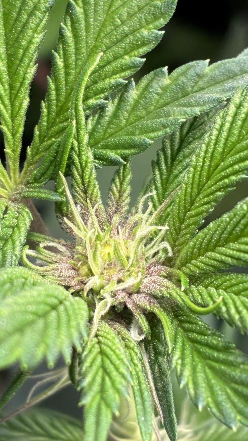 Clone Only run in the 4x4. Week 13 - SBC